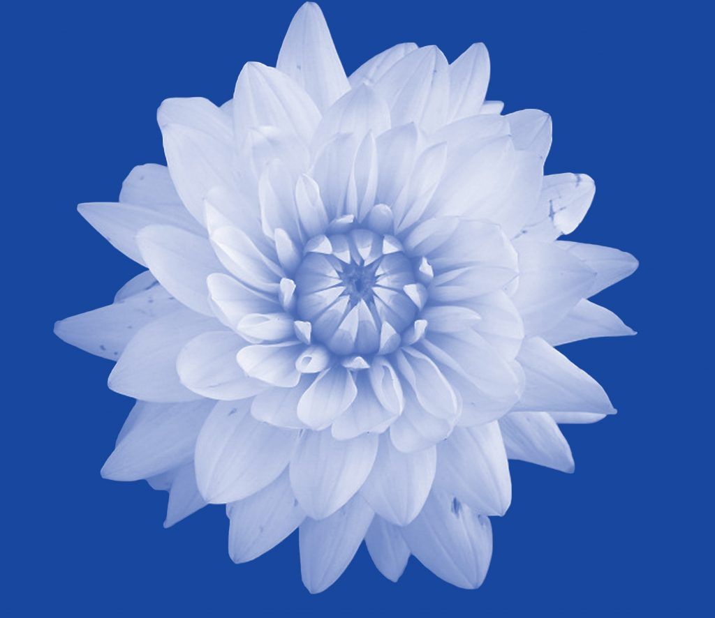 Bloom Law logo
